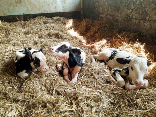 Top Farms Głubczyce, trojaczki, krowa mleczna, buhaj