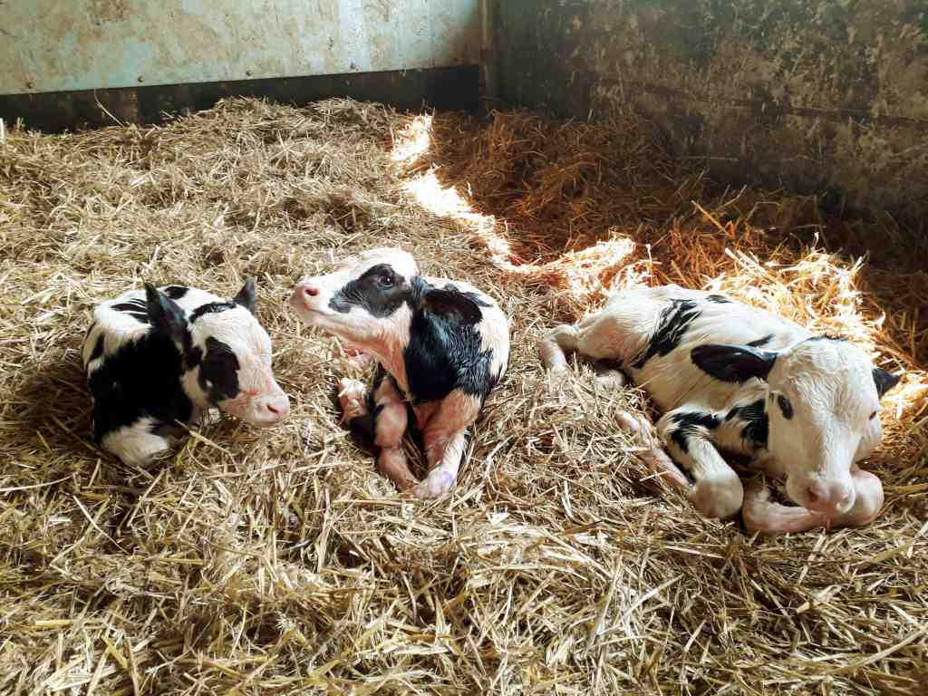 Top Farms Głubczyce, trojaczki, krowa mleczna, buhaj