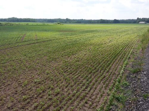 zioła, uprawa ziół, CDR Brwinów, Jan Krzysztof Ardanowski