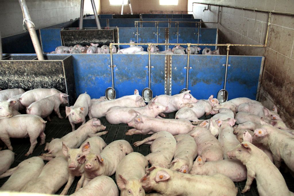 warchlaki, tuczniki, cena, Niemcy