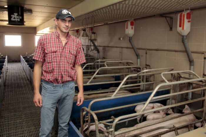 produkcja warchlaków, prosięta, trzoda chlewna, maciory