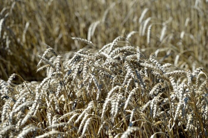 zboża, ceny, ceny skupu zbóż, agrobiznes, KOWR