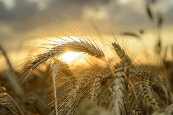 ceny zboża w skupie, pszenica, ceny zbóż, agrobiznes, owies