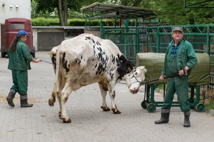 ochrona zdrowia zwierząt, rząd, choroby zakaźne zwierząt, Inspekcja Weterynaryjna