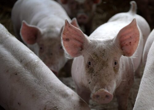 asf w europie, walka z asf, budowa płotu na granicy, odstrzał dzików, rosja, finlandia