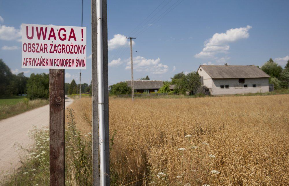 ASF, afrykański pomór świń, ustawa, tuczniki, trzoda chlewna, świnie