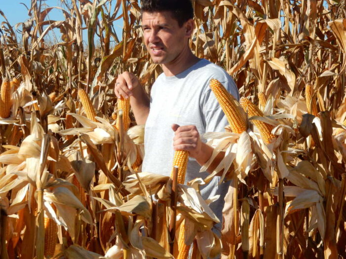 Pola Klasy S, Budziszów, Syngenta, kukurydza