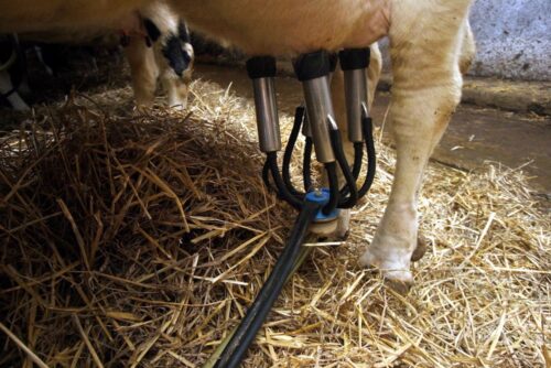 brazylia, ekport mięsa, wołowina, drób