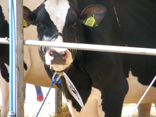 brazylia, ekport mięsa, wołowina, drób