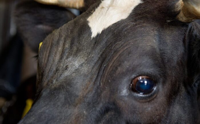 brazylia, ekport mięsa, wołowina, drób