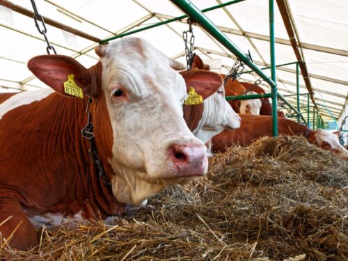 XIV Krajowa Wystawa Bydła Simentalskiego, Rudawka Rymanowska, bydło, simental