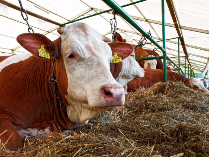 XIV Krajowa Wystawa Bydła Simentalskiego, Rudawka Rymanowska, bydło, simental