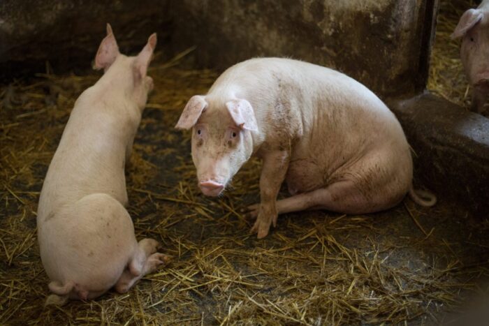 chiny, asf w chinach, hodowla trzody chlewnej, świnie, prowincja Anhui, Xuancheng