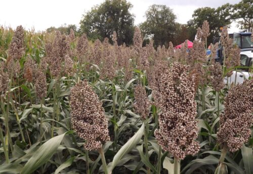 kukurydza, sorgo, uprawa kukurydzy, uprawa sorgo, dzień kukurydzy w Osinach