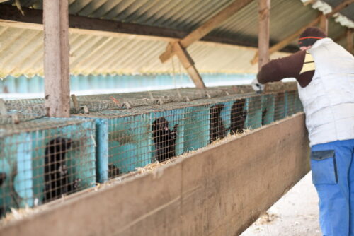 hodowla zwierząt futerkowych