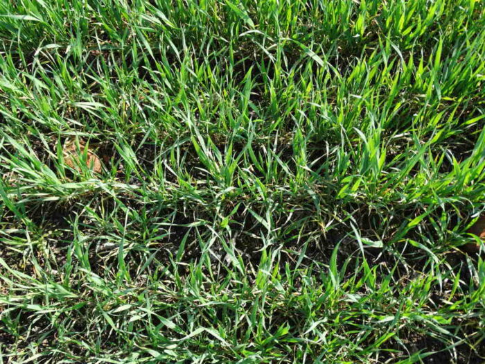 pszenica, pole, krzewienie