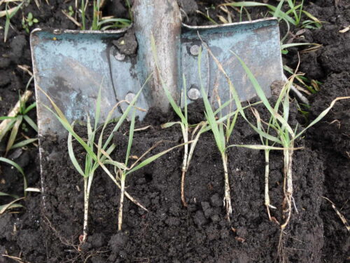 pszenica, wschody, gleba, szpadel