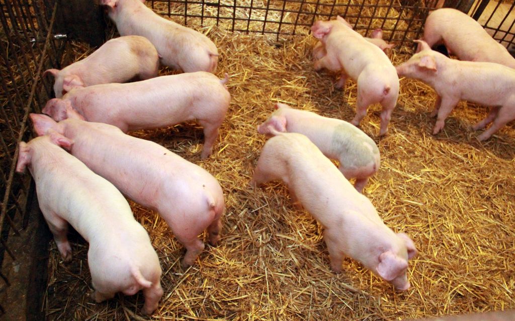 wieprzowina, produkcja wieprzowiny, ceny wieprzowiny, trzoda chlewna, świnie