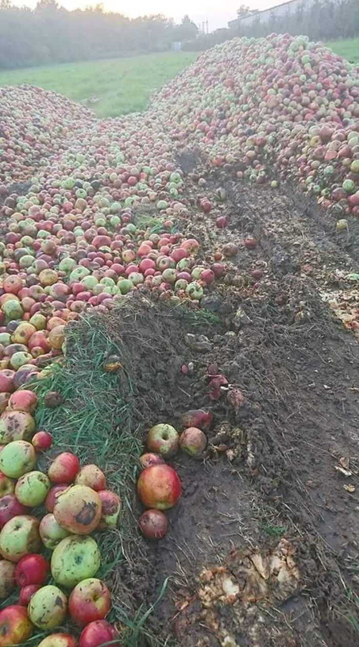owoce, zbiory owoców, jabłka, Eberhard Makosz, Towarzystwo Rozwoju Sadów Karłowatych