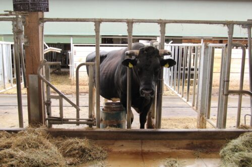Centrum Genetycznego PFHBiPM, nasienie seksowane, nasienie konwencjonalne, ocena wartości hodowlanej buhajów,