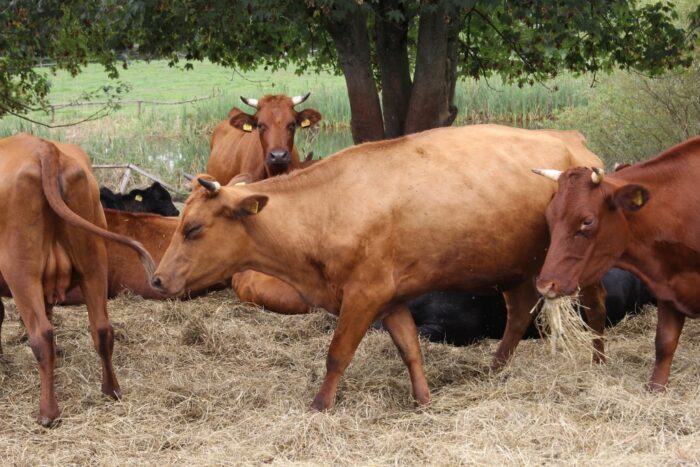 piątka dla zwierząt, organizacje prozwierzęce, zakaz hodowli norek, ubój rytualny