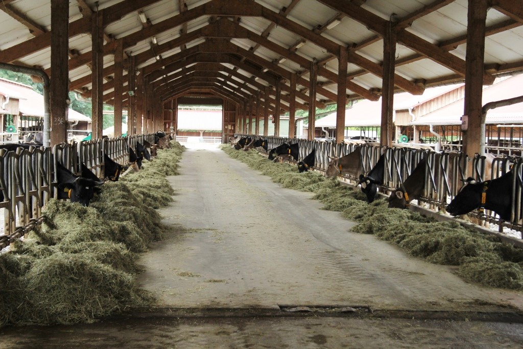 mleko sienne, gospodarstwo biodynamiczne, siano, bydło mleczne