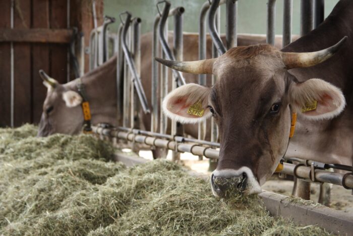 mleko sienne, gospodarstwo biodynamiczne, siano, bydło mleczne
