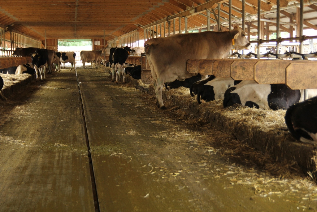 mleko sienne, gospodarstwo biodynamiczne, siano, bydło mleczne