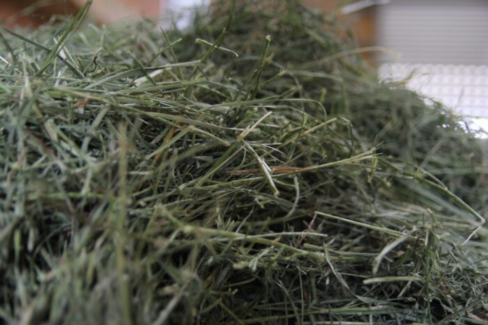 pasze dla zwierząt, siano, słoma, susz z traw, śruta rzepakowa, śruta sojowa, bobik, łubin, wysłodki, melasa buraczana