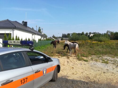 niszczewy, powiat aleksandrowski, łódź, konie, stadnina koni