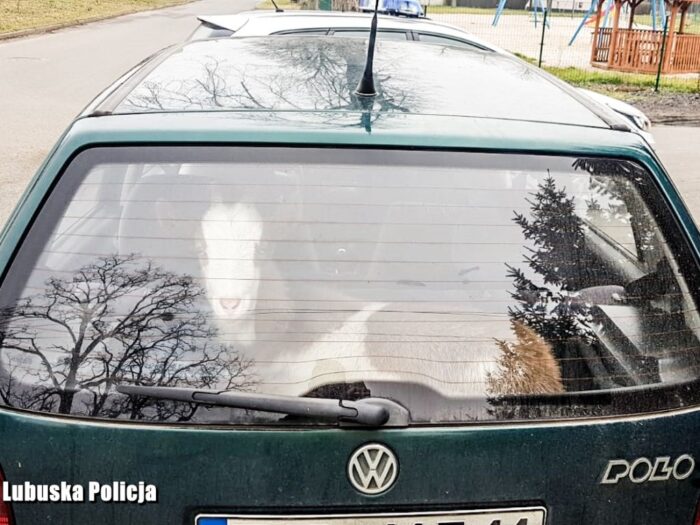 koza w bagażniku, ostróda, morąg, warmia i mazury, policja