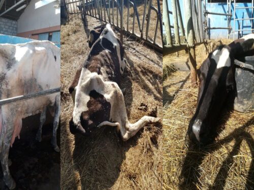 korowy pogłowie obora