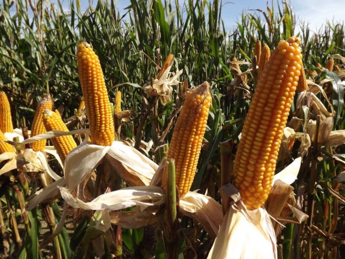 kukurydza, materiał siewny, uprawa kukurydzy, lubelskie, Farmsaat