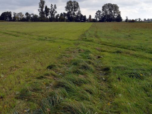 susza rolnicza, pasze, brak pasz, łąki, trwałe użytki zielone, lubuska izba rolnicza