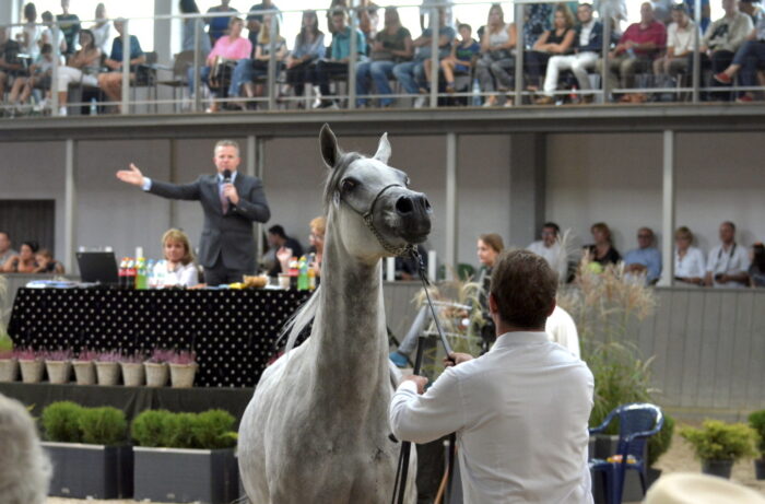 michałowice, aukcja koni, Krakowski Pokaz Koni Arabskich, Shirley Watts