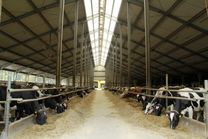 fermy przemysłowe, chów i hodowla zwierząt, Ilona Rabizo, Koalicja Społeczna Stop Fermom Przemysłowym