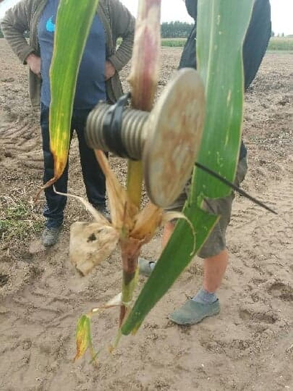 powiat mławski, mazowsze, pułapki na polach, zbiór kukurydzy, sieczkarnie