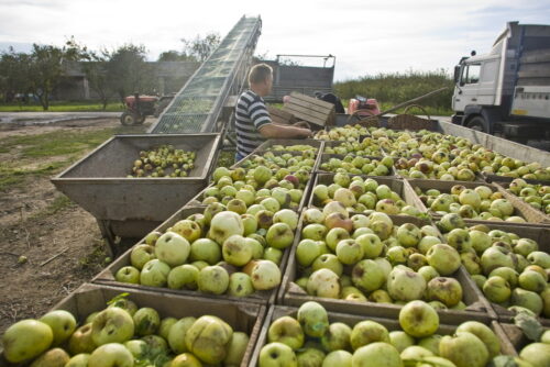 Agencja Restrukturyzacji i Modernizacji Rolnictwa, andrzej gross, wsparcie dla przetwórców