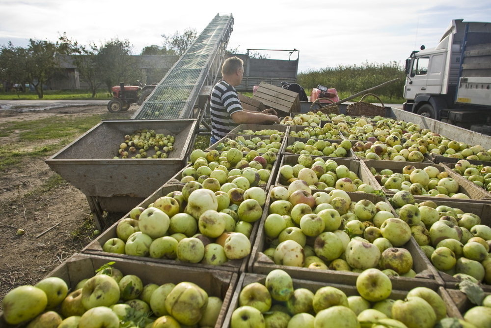 Barbara Groele, Krajowa Unia Producentów Soków, kups, nadpodaż jabłek, zbiór jabłek, rynek owoców