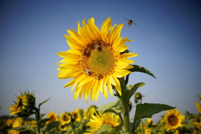 akcja adoptuj pszczołę, pszczoły, pszczelarstwo, pszczele rodziny, pasieka