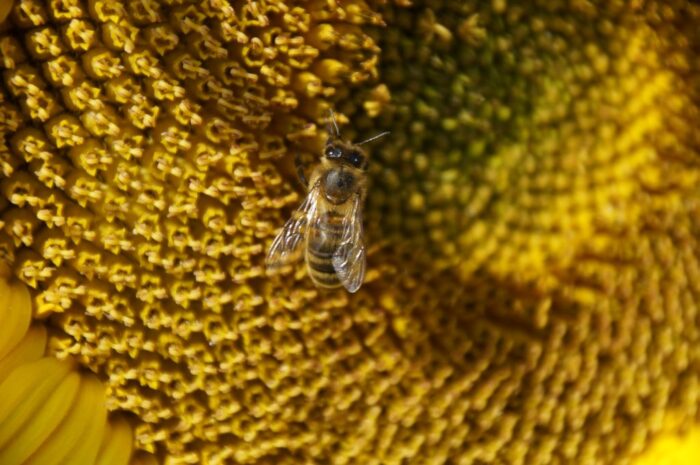 dzikie pszczoły, zapylacze, urbanizacja, University of Michigan, Paul Glaum