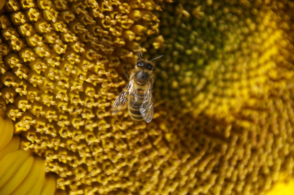 dzikie pszczoły, zapylacze, urbanizacja, University of Michigan, Paul Glaum