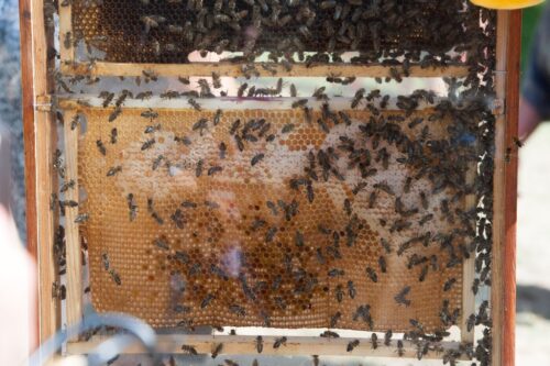 Zespół masowego ginięcia pszczoły miodnej, kolonie pszczele, zapylanie upraw, roztocza Varroa