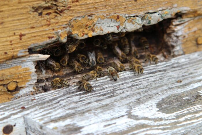 pszczoły, owady, Kraków, pasieka, Pasieka Kraków, ochrona pszczół