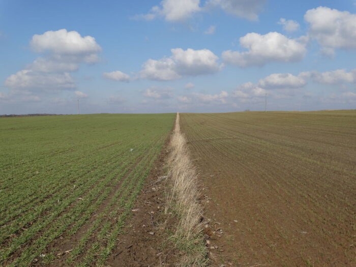 pszenica, plantacja, Sahryń