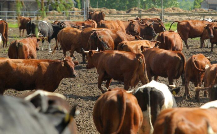 portal rejestracji zwierząt, ARiMR, IRZplus, bydło, trzoda chlewna, świnie, krowy