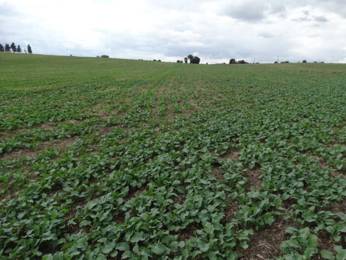 Juliusz Młodecki, Polska Koalicja Biopaliw i Pasz Białkowych, biopaliwa, Adam Stępień