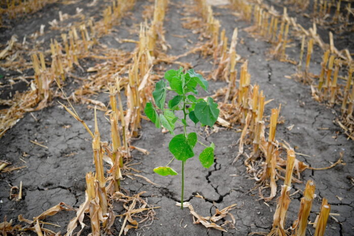 klęski żywiołowe, susza, powódź, głód na świecie, fao, onz