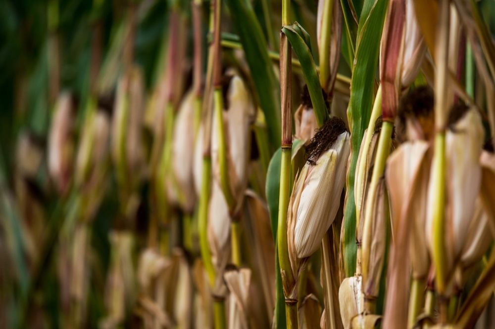 kukurydza, susza, KBW, rozporządzenie, MRiRW, straty, zboża, pogoda