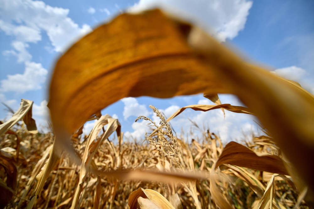 susza rolnicza, straty w uprawach z powodu suszy,jan krzysztof ardanowski, pomoc rządowa, szacowanie strat